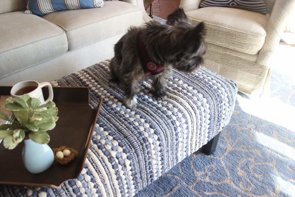 dog hopped on the ottoman to inspect it first hand