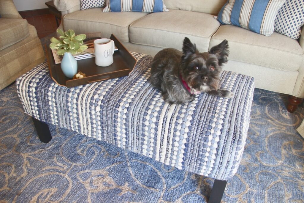 dog looking at mom asking if he can stay put