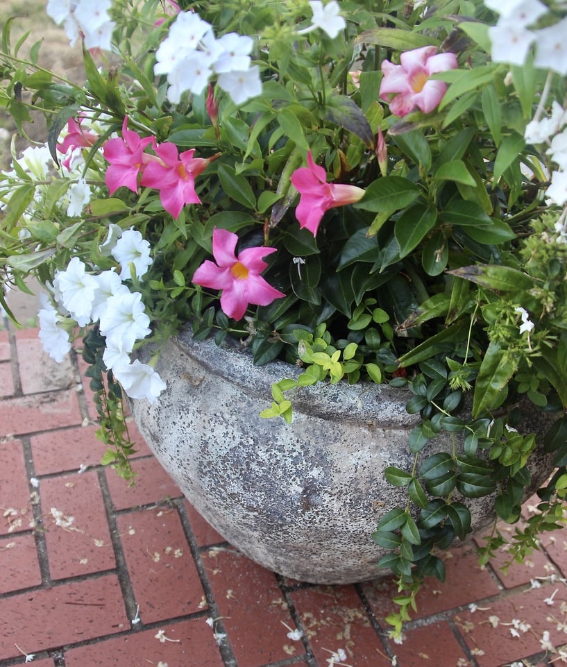 Looking down on transformed outdoor pot with pink and white flowers 