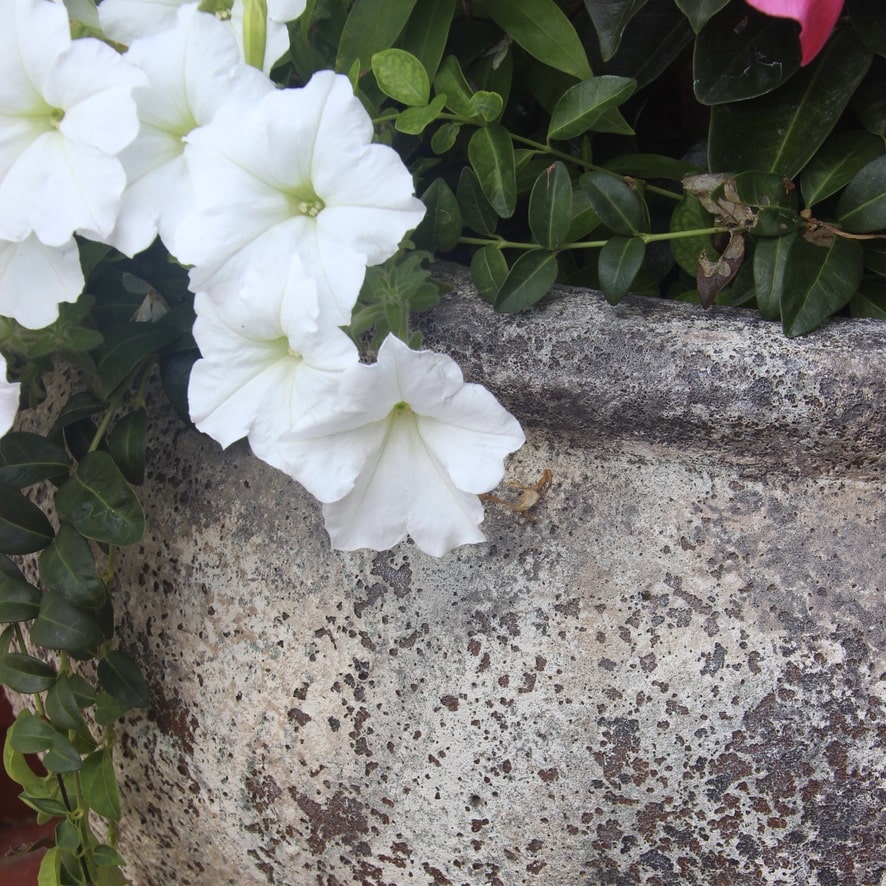 Closeup of transformed outdoor patio pot