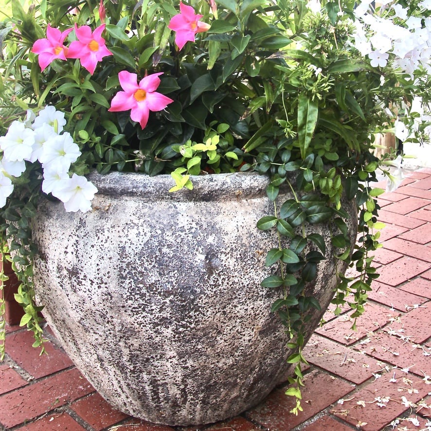 "After" picture of transformed large patio pot filled with vinca vines, pink dilpendeia, white petunias and white garden phflox