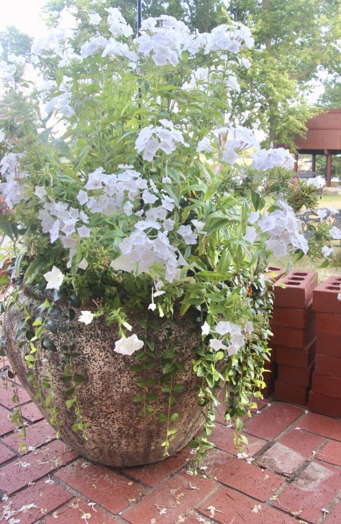 After picture of transformed large outdoor pot with white flowers 