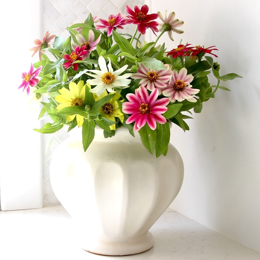 Tight Zinnia Flower Arrangement in White Pottery Vae