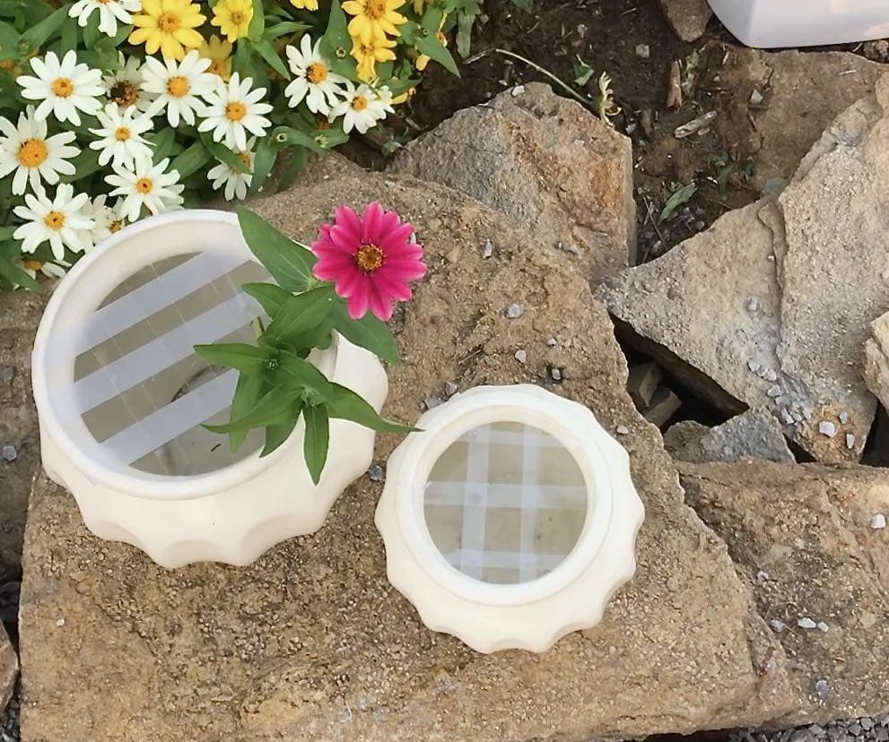 Single zinnia bloom in tape grid of white jug