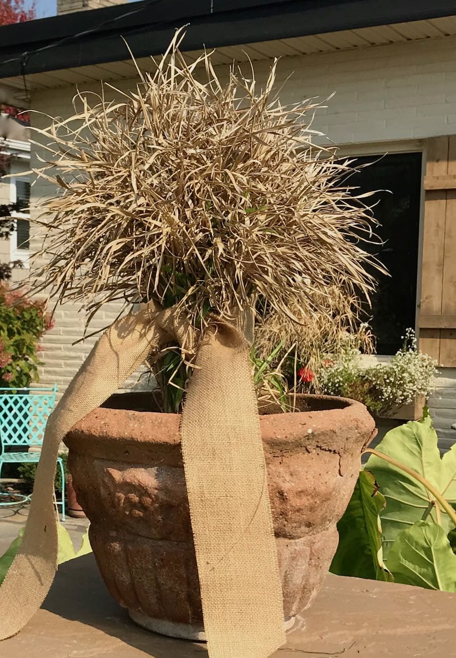 closeup of decorative terra cotta planter with dried grass tied with burlap ribbon