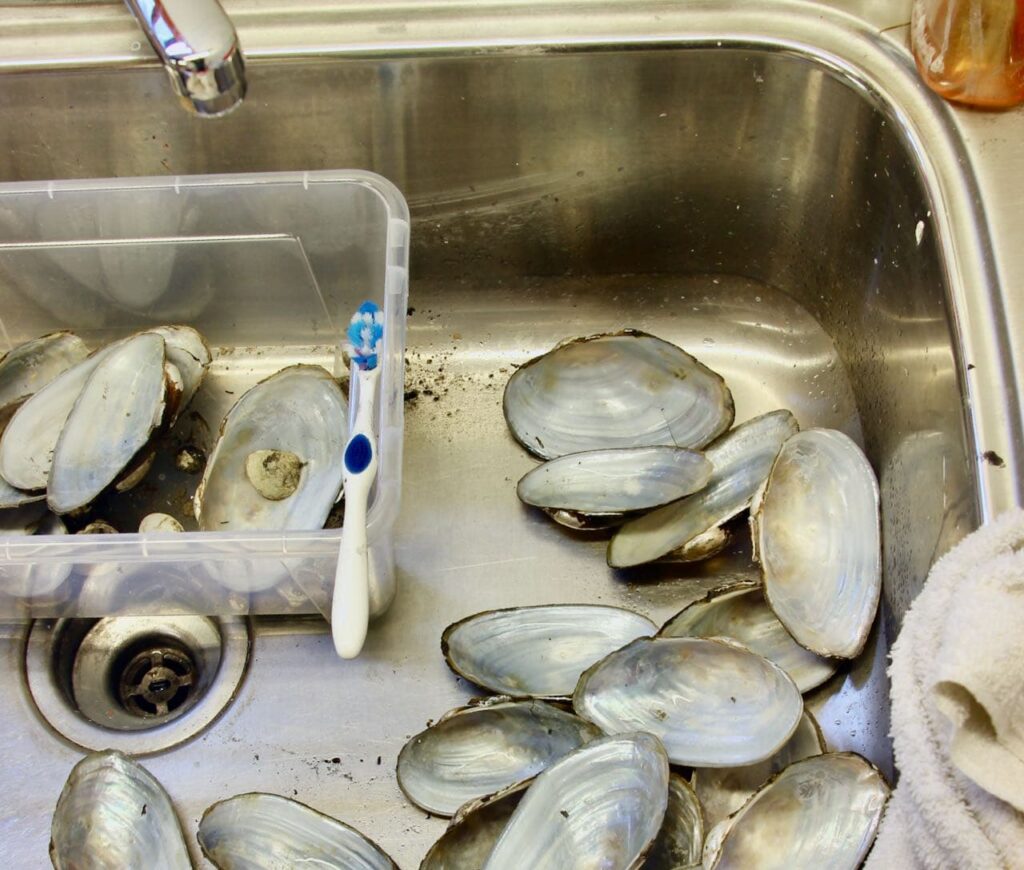 A pile of shells in the sink with the old toothbrush used to scrub them