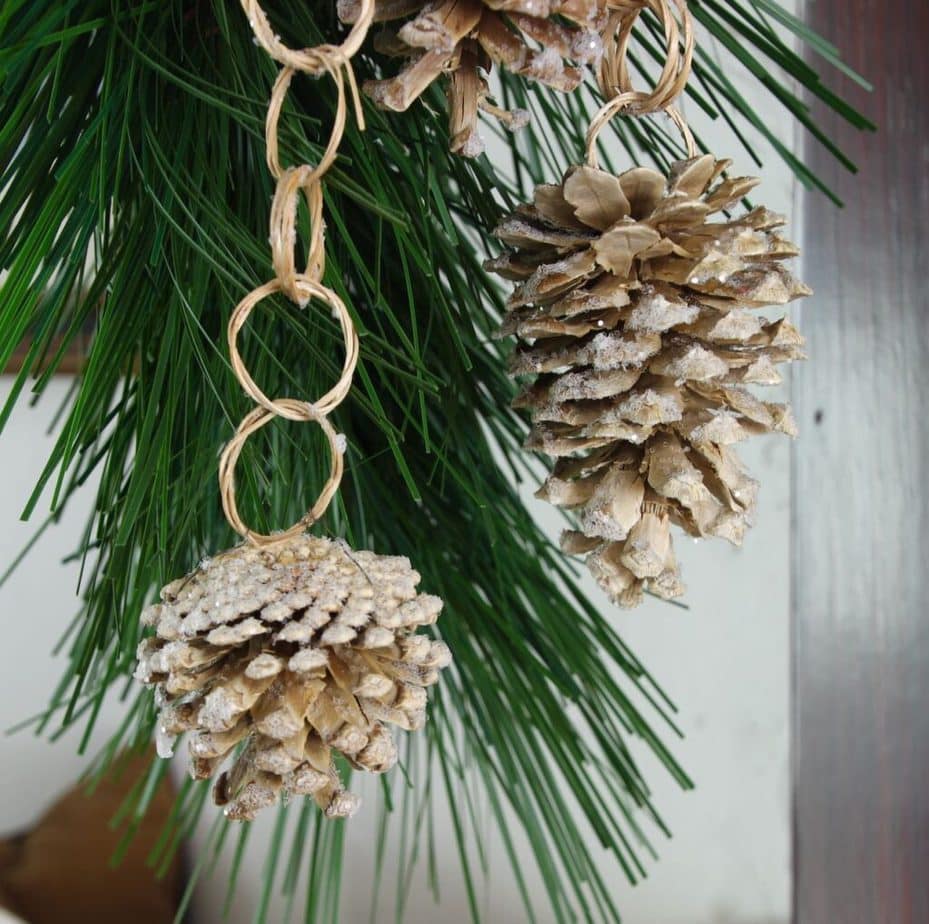 Two bleached and frosted pinecone tassels hanging with long needled pine