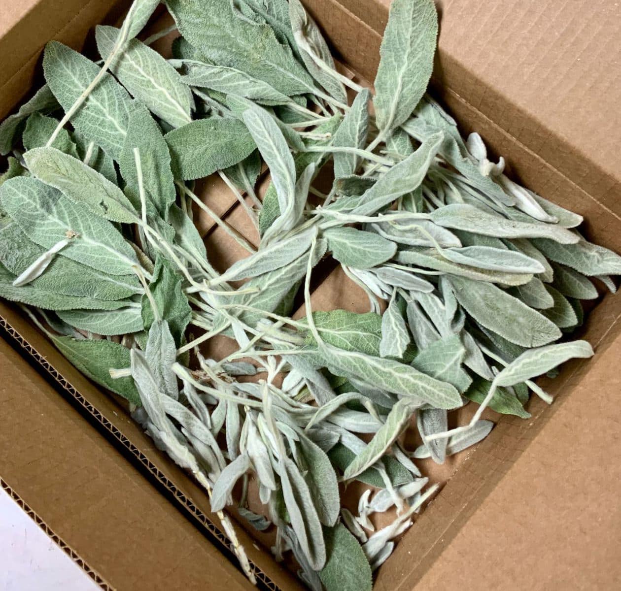 Cardboard shipping box filled with dried lambs ear