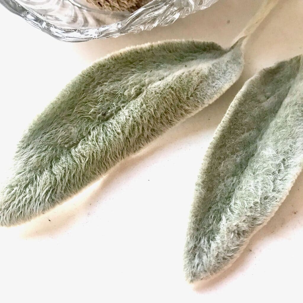 super closeup of two Lambs Ear leaves showing their fuzzy texture