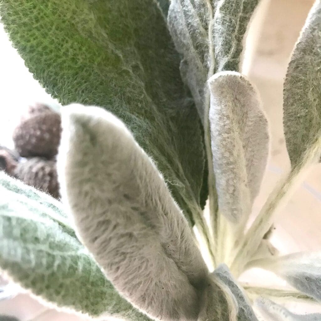 Closeup of Cluster of Lambs Ear drying