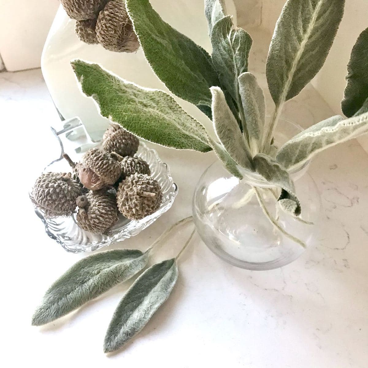 Lambs Ear in a glass bulb vase on a counter with two leaves on the counter and acorns beside