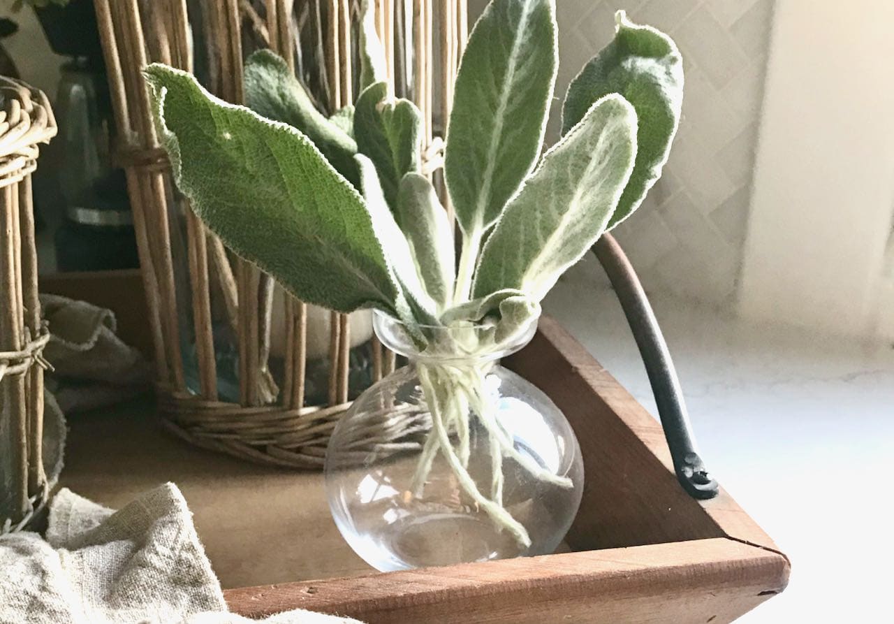 Lambs ear drying in a glass bulb vase on a wood tray with a wicker candle holder behind