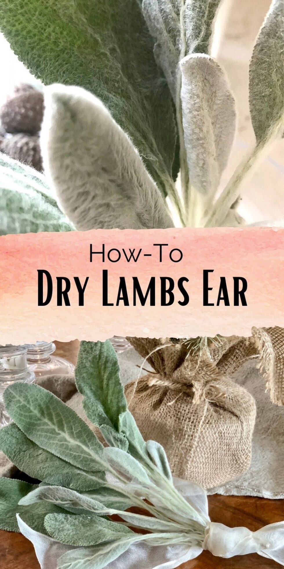 How to Preserve Lambs Ear South House Designs