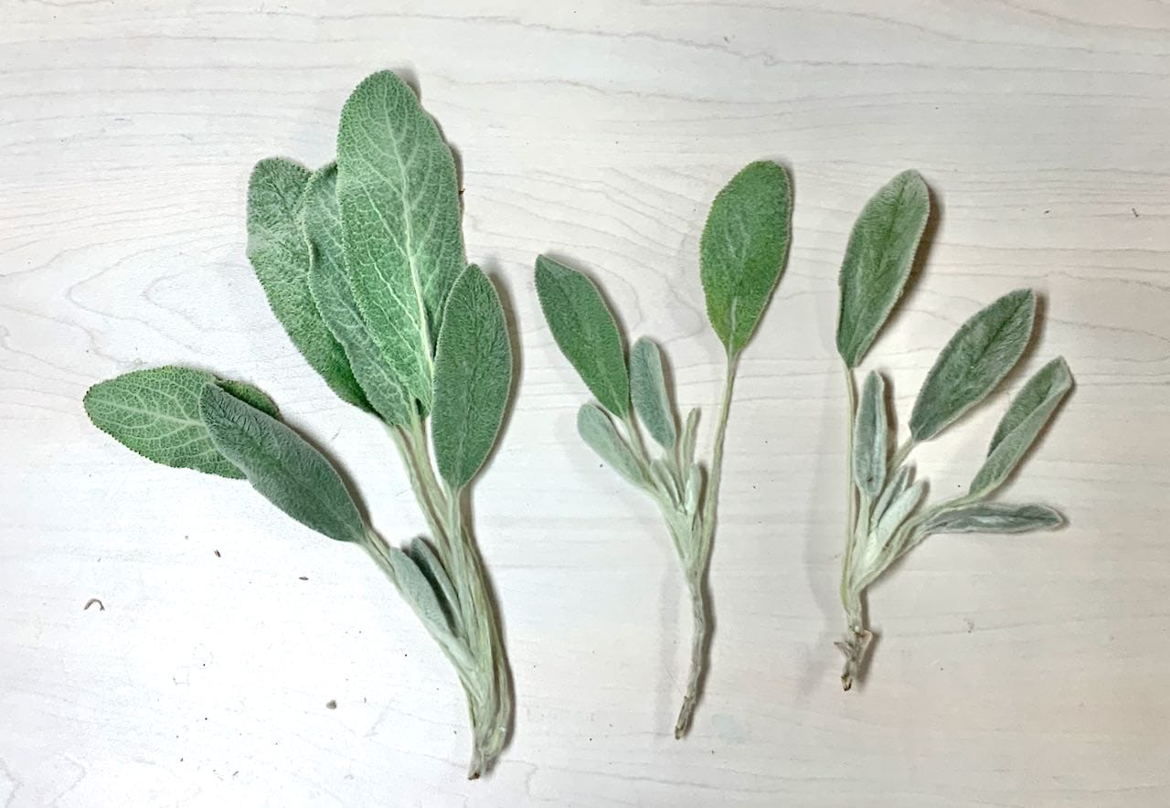 Three Multi-leaf sprigs of Lambs Ears on table