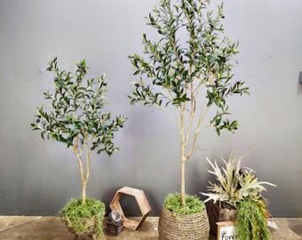 Two olive trees in pots