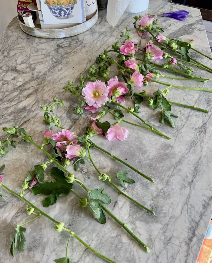 Row of stems of Hollyhocks cut from a storm broken stalk laid out on a quartz countertop