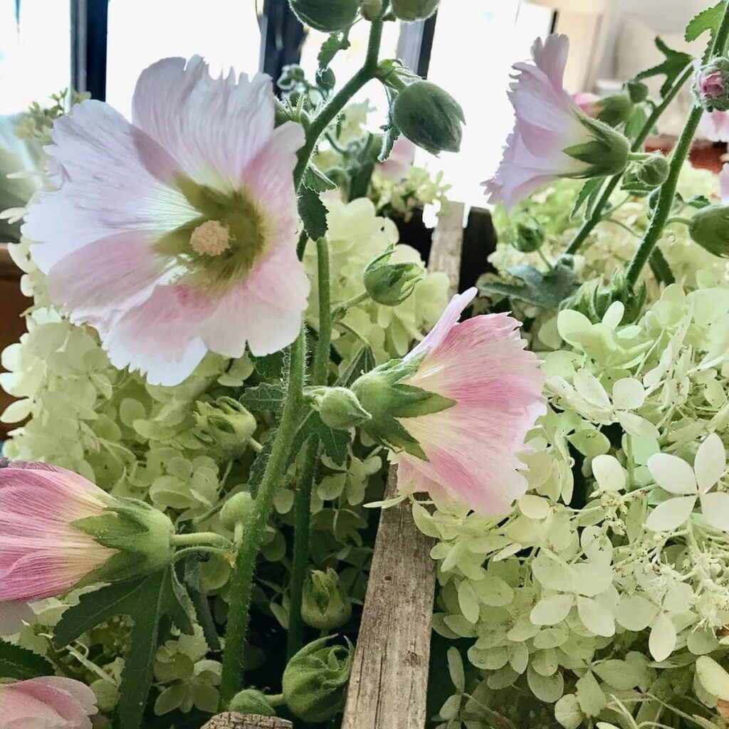 Closeup of Hollyhock blooms nestled between hydrangeas