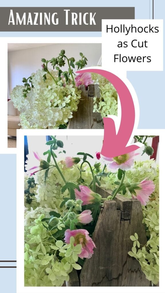 Pin showing wilted Hollyhocks in the arrangement with then a picture of them revived with the title 
