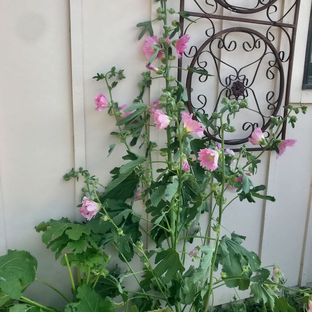 Lovely 6-ft tall stalk of Hollyhocks beside an ornate rusted metal 