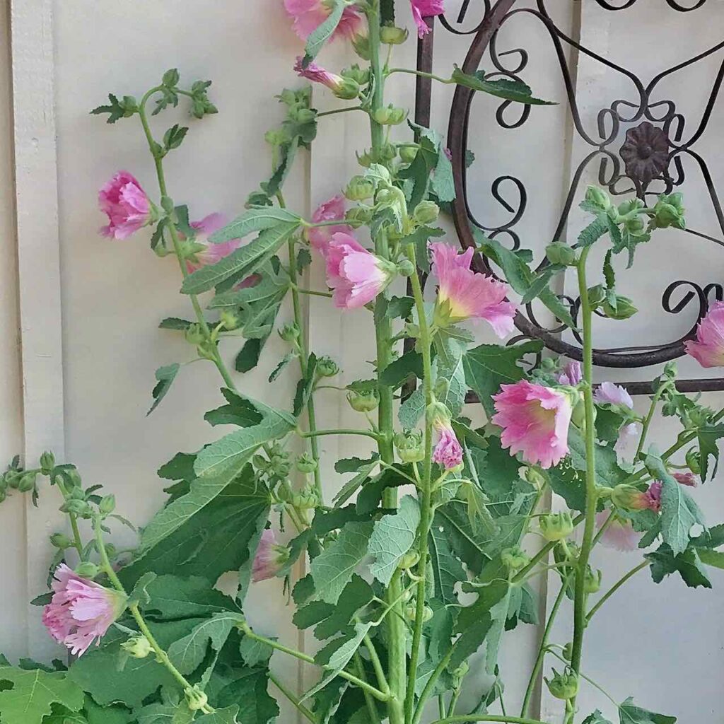 closeup of hollyhocks growing against the house and a trellis in the garden