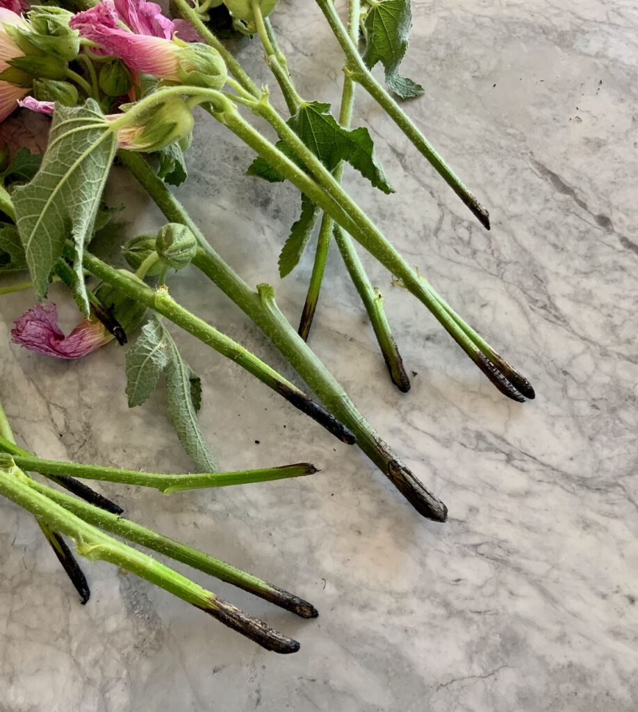 line of stems all with charred tips laid out on a quartz countertop