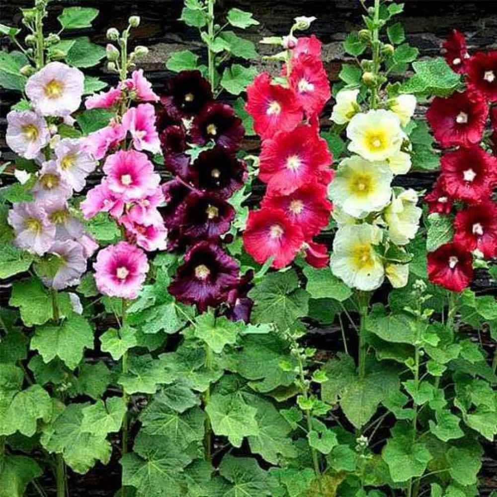 closeup of six different colors of hollyhocks