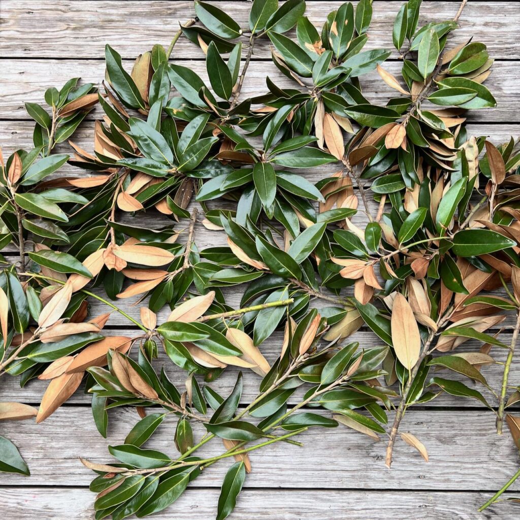 a pile of short branches of shiny green magnolia leaves and the brown underside showing on some on a weathered deck