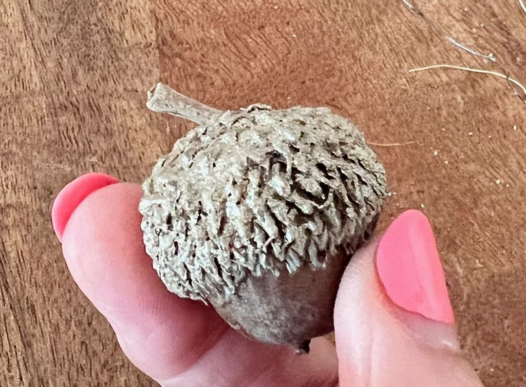 Womans fingertips holding an acorn with a stem attached to its cap. 