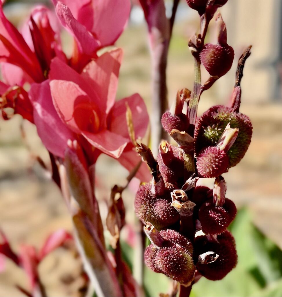 Closeup of pods left on the stalk of a Canna plant after the bloom dies