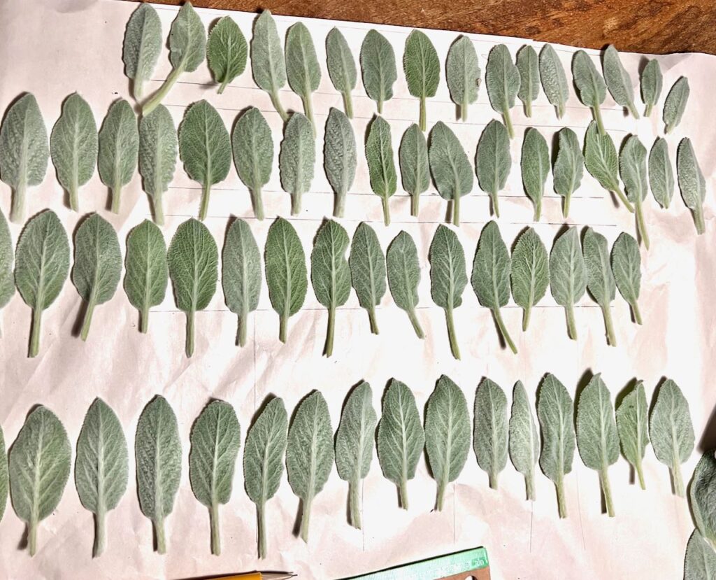rows of Lambs ear leaves lined up by size on a a piece of paper