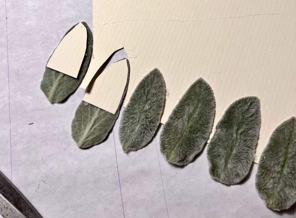 two lambs ear leaves glued on stiff paper cut out next to more waiting to be cut out