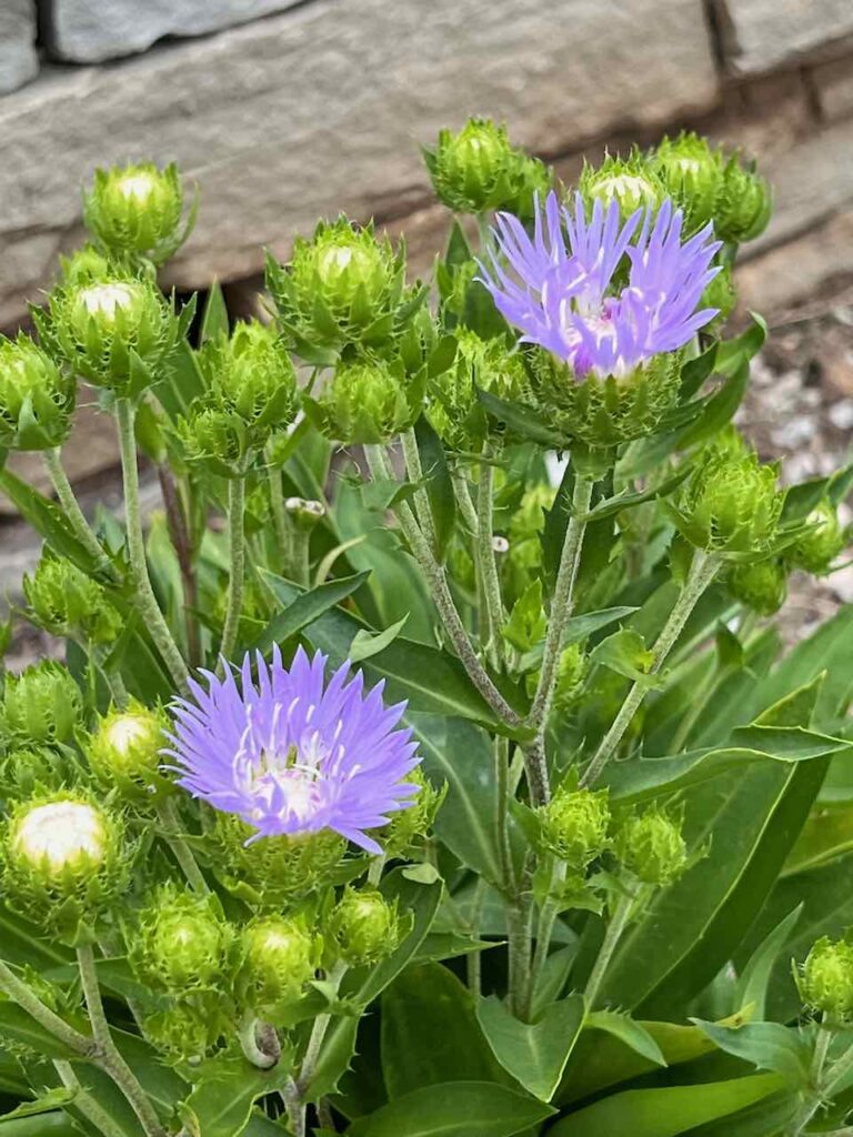 closeup of a Aster Perennial in bloom