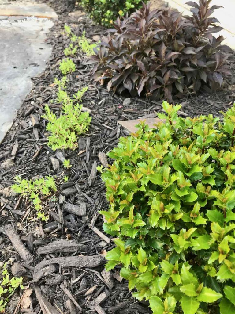a newly planted landscape bed with small shrub and a succulent ground cover with dark mulch