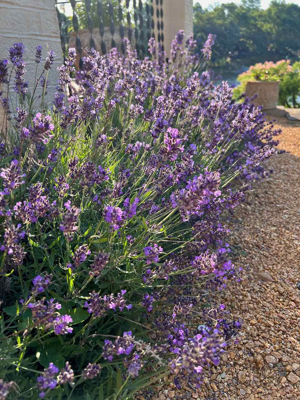 closeup of a row of lavender planted next to a decomposed granite patio