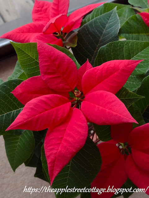 closeup of the red leaves of a poinsettia plant