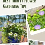 Thrifty Garden Ideas Pin #1