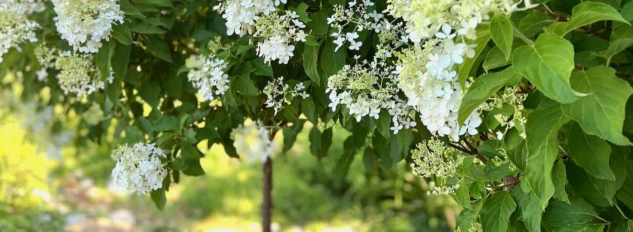 wide closeup of white hydrangea trees in full bloom
