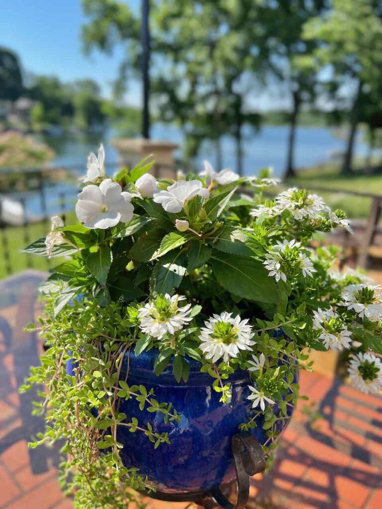 closeup of a blue flower pot on a patio table overflowing with white flowers