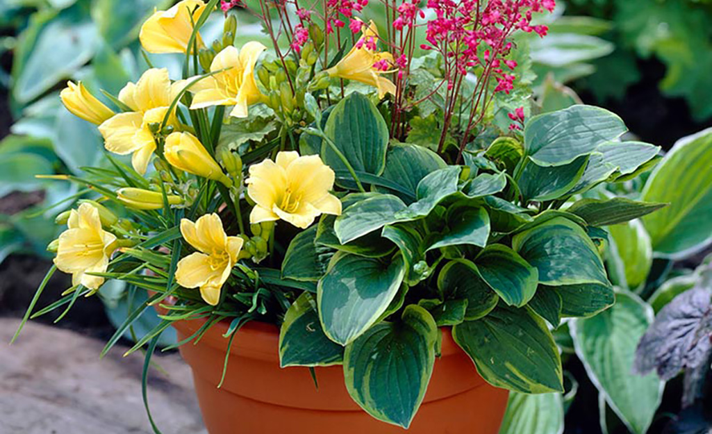 Hostas with flowering plants in a clay pot