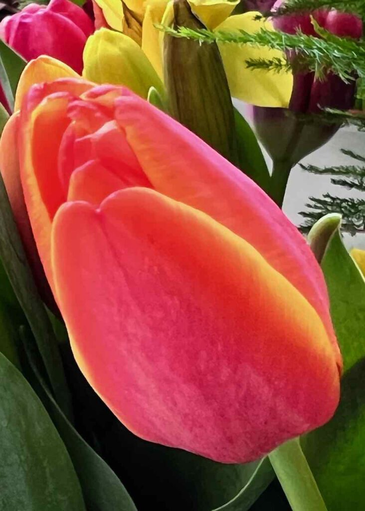 Closeup of Tulips