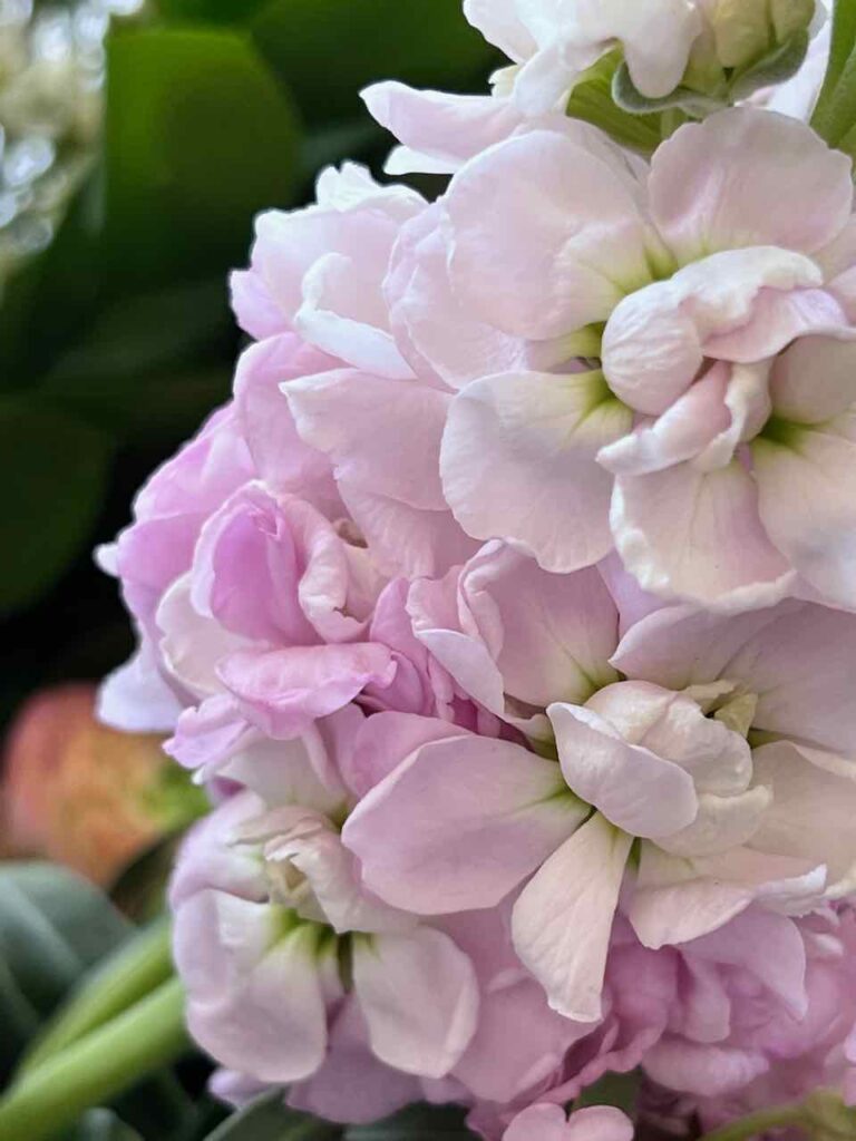 Closeup of Stock Bloom