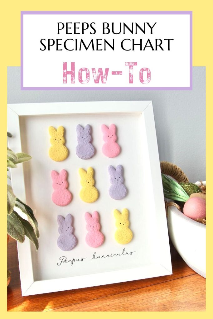 Pinterest Pin showing the finished Peeps Wall Art under a heading: Peeps Bunny Specimen Chart, How-To