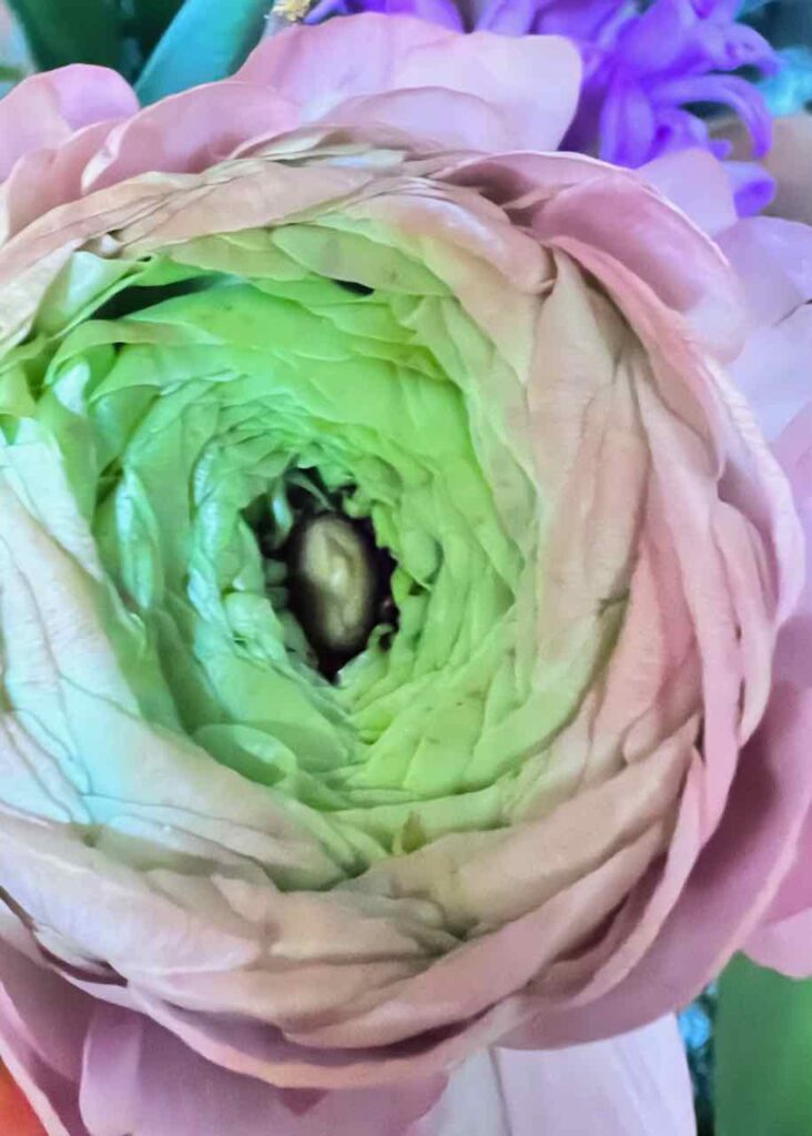 Closeup of Ranunculus Bloom