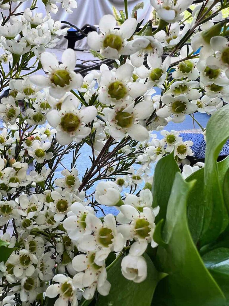 Closeup of Wax Flowers
