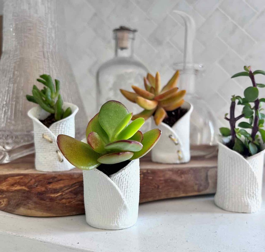 four succulents in pots sitting on a wood board on a kitchen shelf