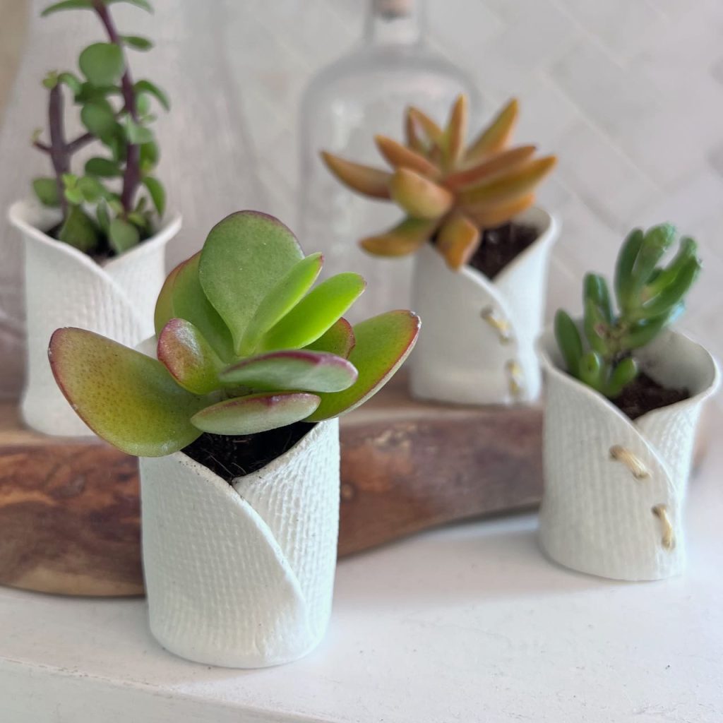 Four mini succulents in pots on an open shelf