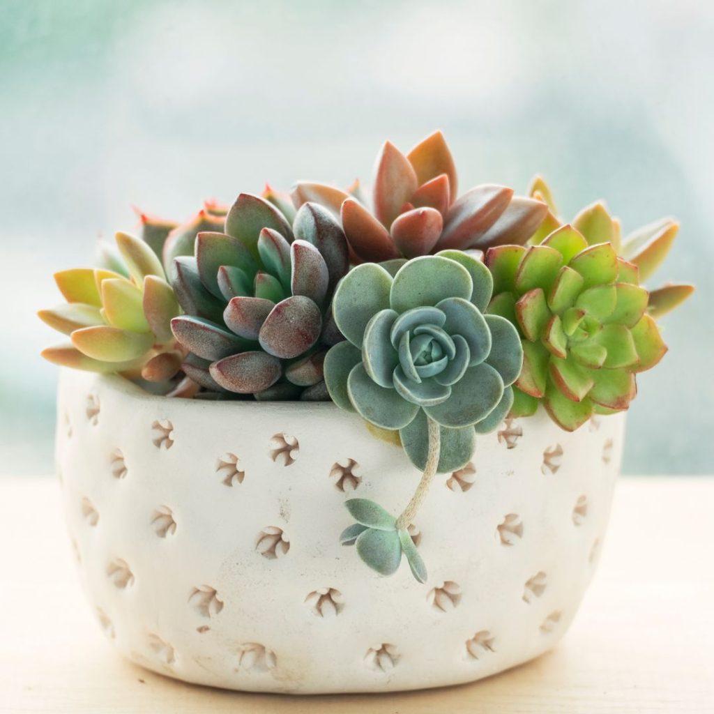 ZOUTOG Succulent Pots 3.1 Inch,6 Pack Succulent