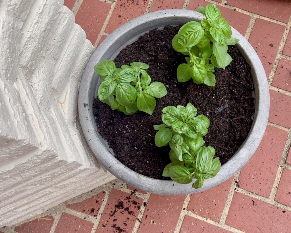 overhead view of three basil plants in one large pot on a brick patio
