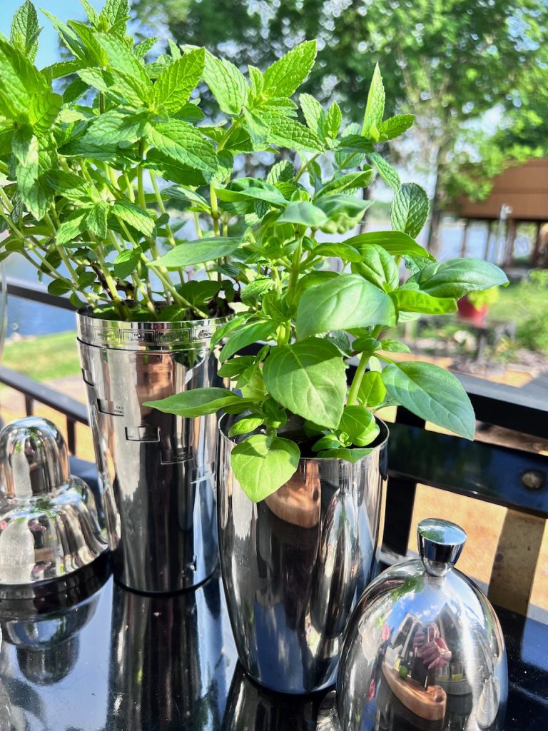 fresh mint and basil in vintage cocktail shakers on a bar cart outside