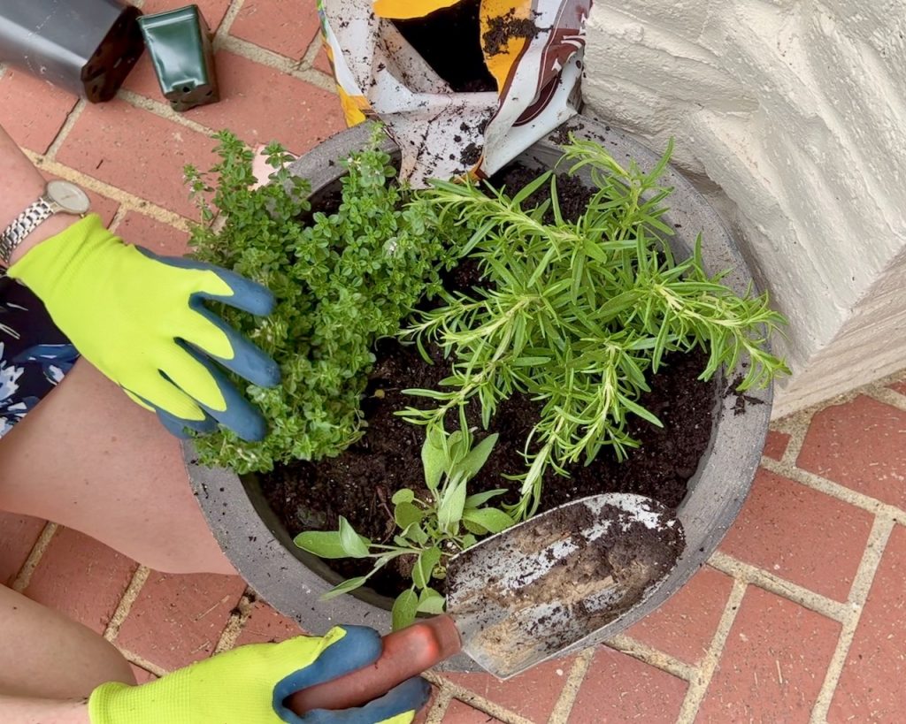Woman's hands in garden gloves planting Rosemary, thyme and sage plants in one large pot on a brick patio
